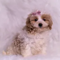 Willow, a female Maltipoo for sale in Warsaw, IN – 6 of 6