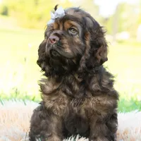 Morningstar, a male Cocker Spaniel for sale in Warsaw, IN – 2 of 7