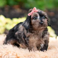 Esmeralda, a female Yorkshire Terrier and Poodle - Toy  for sale in Warsaw, IN – 5 of 7