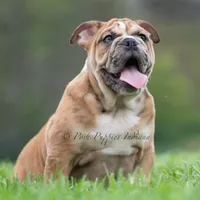 Bruiser AKC, a male English Bulldog for sale in Warsaw, IN – 3 of 8