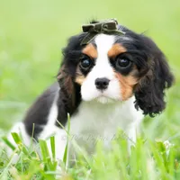 Charles UABR, a male Cavalier King Charles Spaniel for sale in Warsaw, IN – 4 of 6