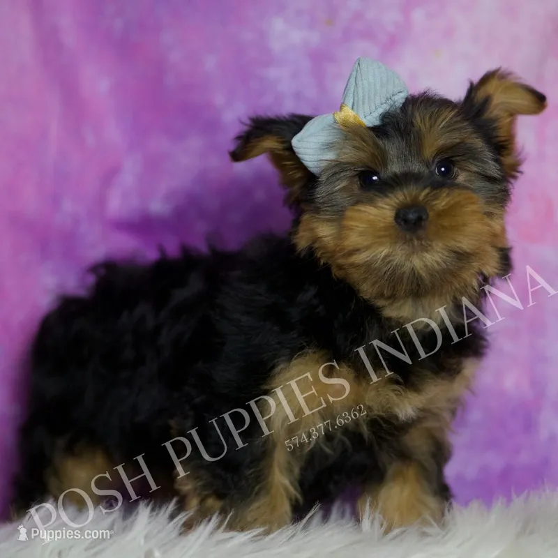 Buttons – Yorkshire Terrier puppy for sale in Warsaw, IN
