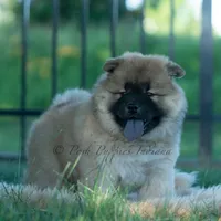 Beast, a male Chow Chow for sale in Warsaw, IN – 1 of 10