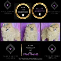 Rocky, a male Pomeranian for sale in Warsaw, IN – 5 of 6