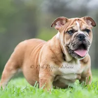 Bruiser AKC, a male English Bulldog for sale in Warsaw, IN – 4 of 8