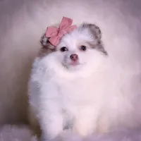 Cammie, a female Pomeranian for sale in Warsaw, IN – Photo 1 of 7
