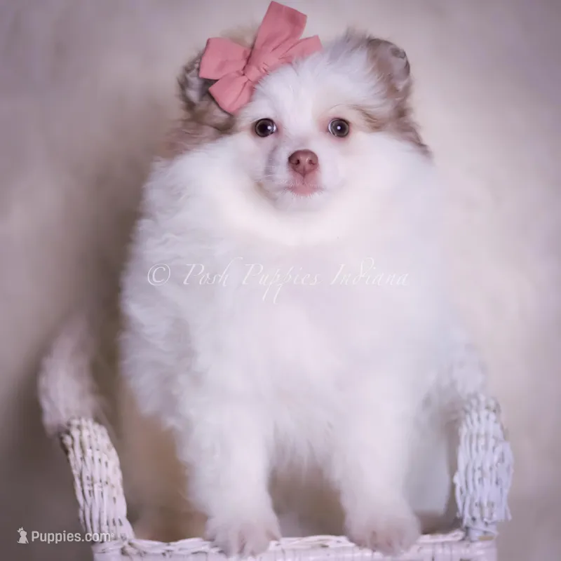 Cammie – Pomeranian puppy for sale in Warsaw, IN