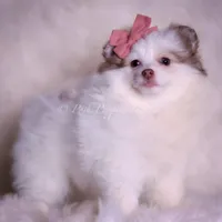 Cammie, a female Pomeranian for sale in Warsaw, IN – Photo 3 of 7