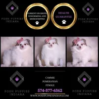 Cammie, a female Pomeranian for sale in Warsaw, IN – Photo 2 of 7