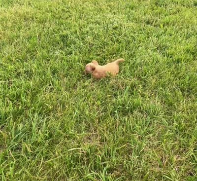 Honeybee, a female Chihuahua for sale in Warsaw, IN – 6 of 6