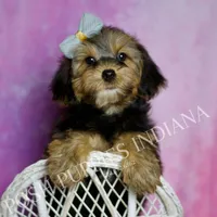 Rocco Roo, a male Yorkipoo for sale in Warsaw, IN – Photo 1 of 6