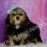 Rocco Roo, a male Yorkipoo for sale in Warsaw, IN – Photo 2 of 6