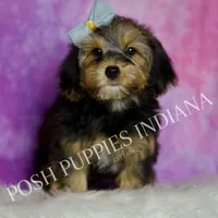 Rocco Roo, a male Yorkipoo for sale in Warsaw, IN – Photo 6 of 6