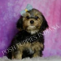 Rocco Roo, a male Yorkipoo for sale in Warsaw, IN – Photo 5 of 6