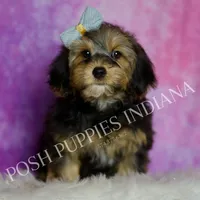 Rocco Roo, a male Yorkipoo for sale in Warsaw, IN – Photo 4 of 6