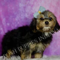 Rocco Roo, a male Yorkipoo for sale in Warsaw, IN – Photo 3 of 6