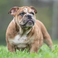 Bruiser AKC, a male English Bulldog for sale in Warsaw, IN – 2 of 8