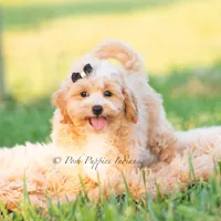 louie, a male Poodle - Toy  for sale in Warsaw, IN – 2 of 6
