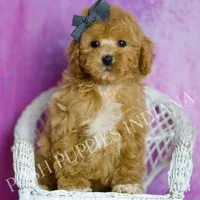 Blaze, a male Poodle - Toy  for sale in Warsaw, IN – 2 of 7