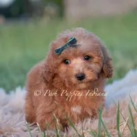 Churro, a male Maltipoo for sale in Warsaw, IN – 6 of 6