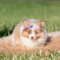 Margo AKC, a female Pomeranian for sale in Warsaw, IN – 4 of 7
