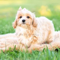 twila, a female Poodle - Toy  for sale in Warsaw, IN – 3 of 8