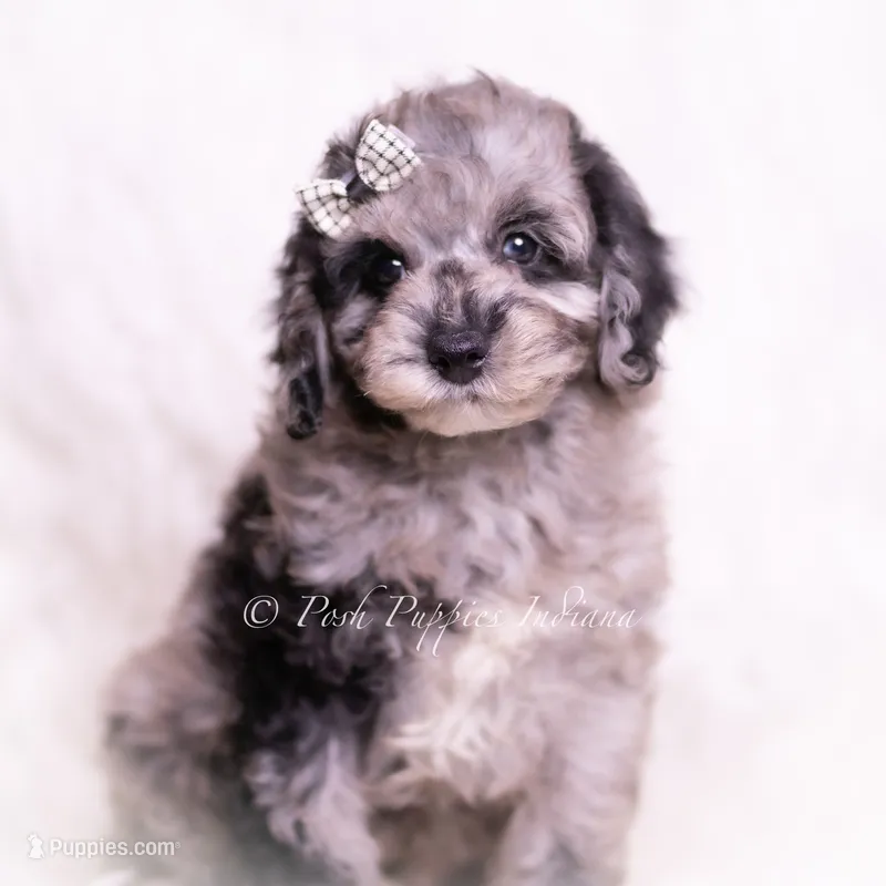 romeo – Poodle - Toy  puppy for sale in Warsaw, IN
