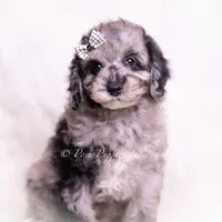 romeo, a male Poodle - Toy  for sale in Warsaw, IN – 1 of 8