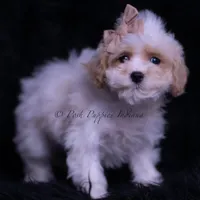 Juju, a male Maltipoo for sale in Warsaw, IN – 2 of 5