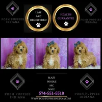 Blaze, a male Poodle - Toy  for sale in Warsaw, IN – 6 of 7