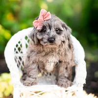 Gucci, a female Yorkshire Terrier and Poodle - Toy  for sale in Warsaw, IN – 6 of 7