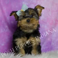 Buttons, a male Yorkshire Terrier for sale in Warsaw, IN – 2 of 5