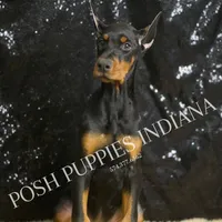 AKC Euro Echo CLEAR HEALTH, a female Doberman Pinscher for sale in Warsaw, IN – Photo 2 of 7
