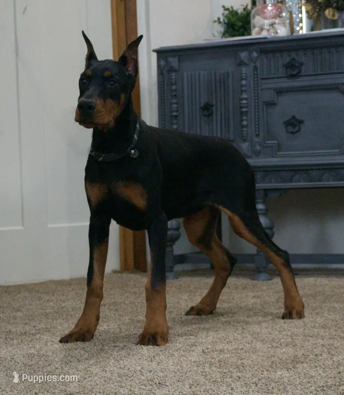 AKC Euro Echo CLEAR HEALTH – Doberman Pinscher puppy for sale in Warsaw, IN