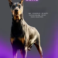 AKC Euro Echo CLEAR HEALTH, a female Doberman Pinscher for sale in Warsaw, IN – Photo 6 of 7