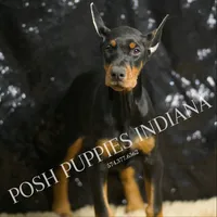 AKC Euro Echo CLEAR HEALTH, a female Doberman Pinscher for sale in Warsaw, IN – Photo 3 of 7