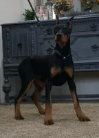  AKC Euro Echo CLEAR HEALTH, a female Doberman Pinscher for sale in Warsaw, IN – 3 of 10