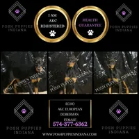 AKC Euro Echo CLEAR HEALTH, a female Doberman Pinscher for sale in Warsaw, IN – Photo 5 of 7