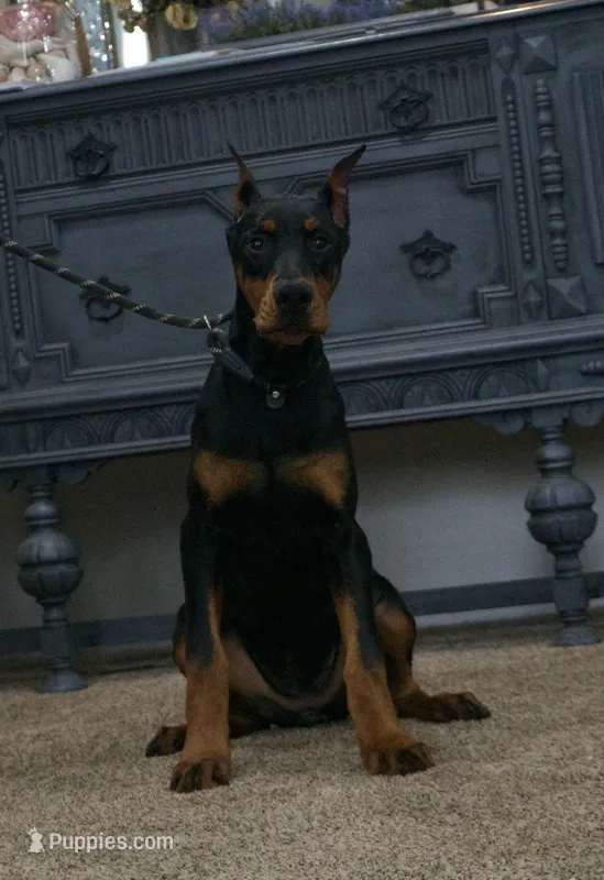  AKC Euro Echo CLEAR HEALTH – Doberman Pinscher puppy for sale in Warsaw, IN