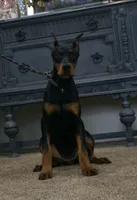  AKC Euro Echo CLEAR HEALTH, a female Doberman Pinscher for sale in Warsaw, IN – 1 of 10