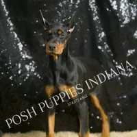 AKC Euro Echo CLEAR HEALTH, a female Doberman Pinscher for sale in Warsaw, IN – Photo 1 of 7