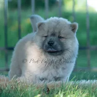 Bouji, a female Chow Chow for sale in Warsaw, IN – 10 of 10