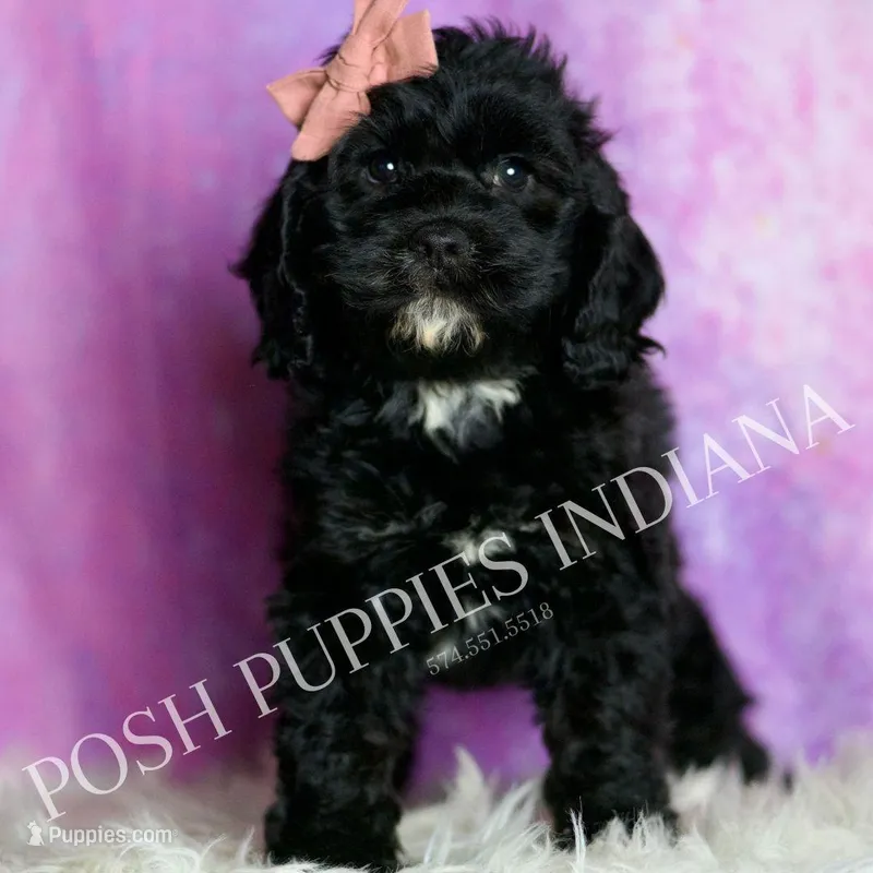 Pinkie – Cavapoo puppy for sale in Warsaw, IN