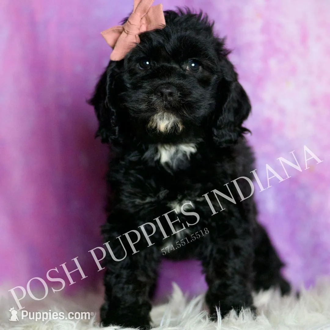 Pinkie, a female Cavapoo for sale in Warsaw, IN – Photo 1 of 5