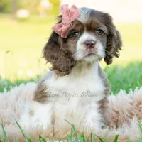 Rosslyn, a female Cocker Spaniel for sale in Warsaw, IN – 3 of 4