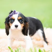 Prissy UABR, a female Cavalier King Charles Spaniel for sale in Warsaw, IN – 7 of 9