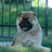 Beast, a male Chow Chow for sale in Warsaw, IN – 6 of 10