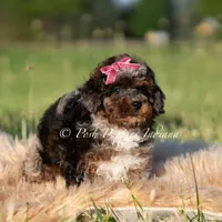 Nova AKC, a female Poodle - Toy  for sale in Warsaw, IN – 6 of 6