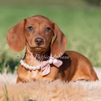 Moxie AKC, a female Miniature Dachshund for sale in Warsaw, IN – 3 of 3