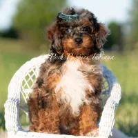 Charming AKC, a male Poodle - Toy  for sale in Warsaw, IN – 3 of 5